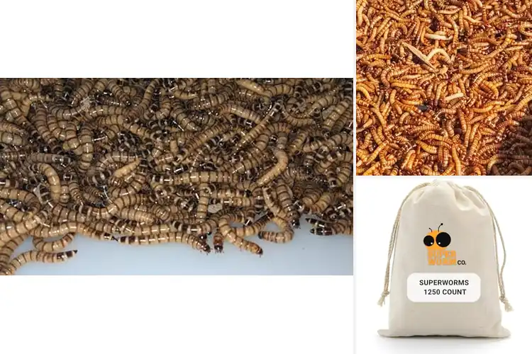 Detailed view of Best Bulk Superworms: Top Picks for Healthy, Happy Pets