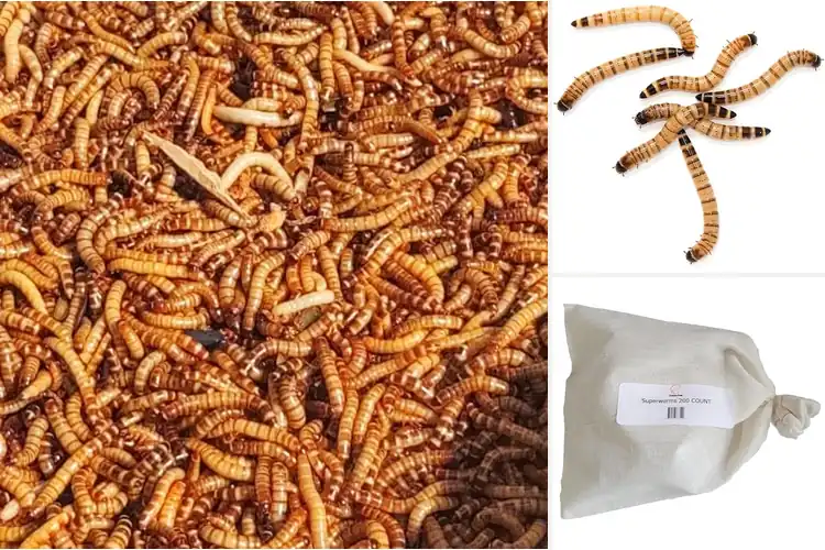 Detailed view of Best Live Superworms Fresh Organic Gut-Loaded Delivery