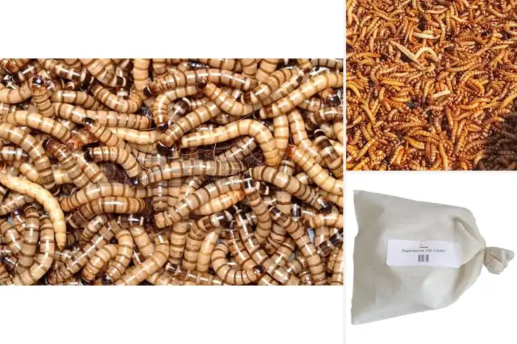 Detailed view of Best Superworms for Pets: Top Fresh & Nutritious Picks